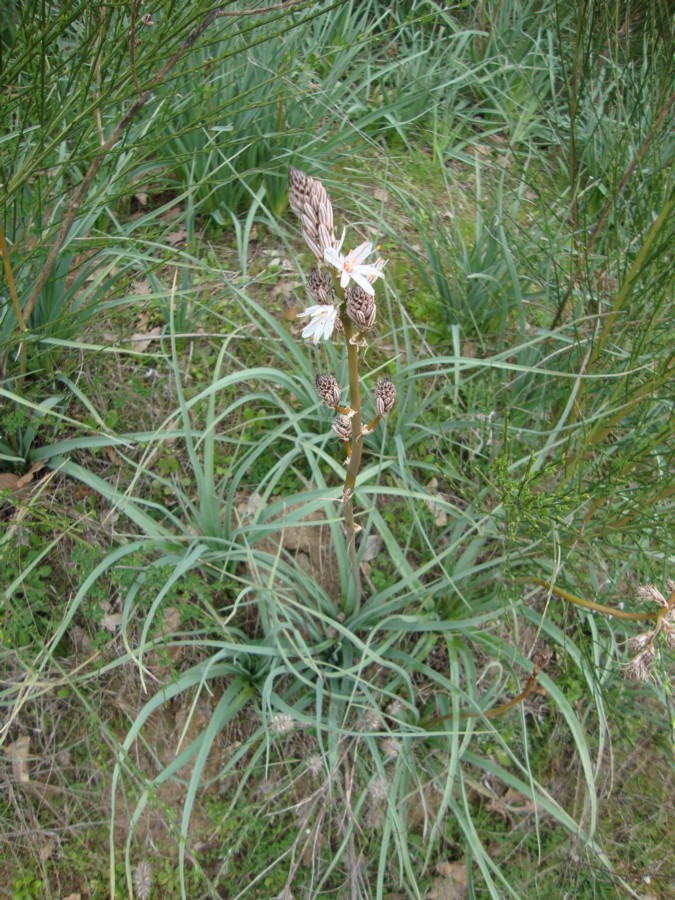 Asphodelus ramosus